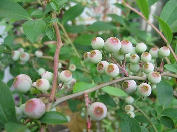blue berry.jpg